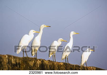 Line Of Cattle Egret (Bubulcus Ibis); Gokarna Karnataka India View Large Photo Image Stock Image - Line Of Cattle Egret (Bubulcus Ibis); Gokarna Karnataka India. Fotosearch