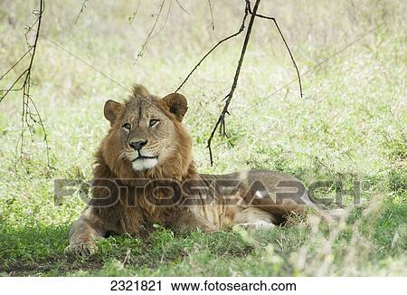 Lion Sitting In The Grass In The Maasai Mara National Reserve; Maasai Mara Kenya View Large Photo Image Stock Image - Lion Sitting In The Grass In The Maasai Mara National Reserve; Maasai Mara Kenya. Fotosearch