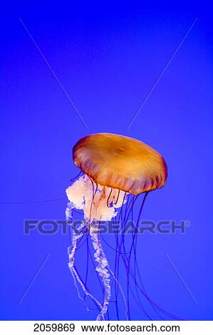 Stock Photo - Lion's Mane Jellyfish (Cyanea Capillata), Monterey Bay, Aquarium, California. Fotosearch