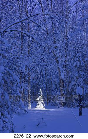 Stock Image - Lit christmas tree in a birch forest at twilight; Anchorage alaska united states of america. Fotosearch
