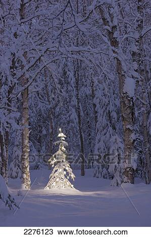 Lit christmas tree in a birch forest at twilight; Anchorage alaska united states of america View Large Photo Image Stock Image - Lit christmas tree in a birch forest at twilight; Anchorage alaska united states of america. Fotosearch