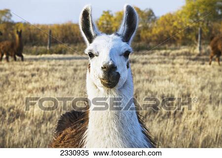 Stock Photography - Llama on a farm; Saskatchewan canada. Fotosearch