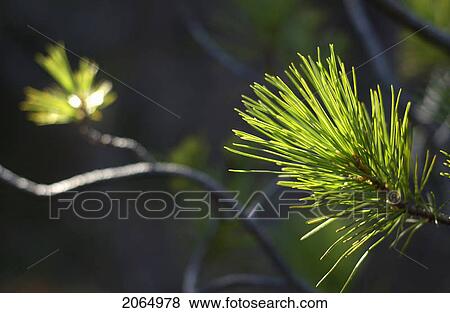 Lodgepole Pine (Pinus Contorta Var. Latfolia) Needles Glowing In Sunlight, Kludahk Trail, B. C. View Large Photo Image Stock Photo - Lodgepole Pine (Pinus Contorta Var. Latfolia) Needles Glowing In Sunlight, Kludahk Trail, B. C.. Fotosearch