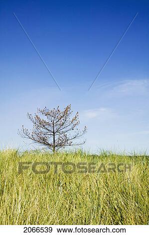 Lone Tree On Sidney Spit Marine Park, Bc, Canada View Large Photo Image Stock Photo - Lone Tree On Sidney Spit Marine Park, Bc, Canada. Fotosearch