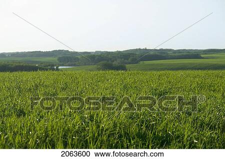 Long Grass And Gently Rolling Green Field; Canada, Manitoba, Erickson View Large Photo Image Stock Image - Long Grass And Gently Rolling Green Field; Canada, Manitoba, Erickson. Fotosearch