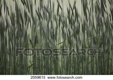 Long Grass In Farm Field View Large Photo Image Stock Photography - Long Grass In Farm Field. Fotosearch