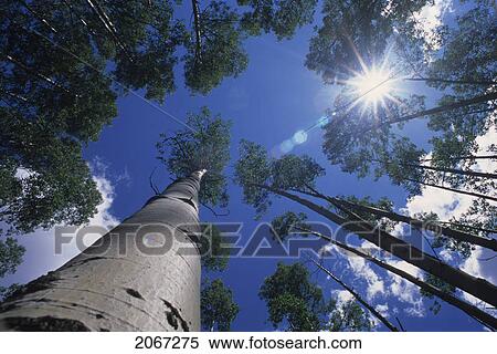 Stock Photography - Looking Up Through Poplar Trees On Redding Creek Road To Grey Creek Pass. Fotosearch