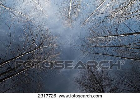 Stock Photograph - Looking Up Through The Leafless Trees To A Blue Sky; Vancouver British Columbia Canada. Fotosearch