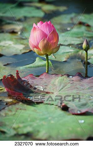 Lotus flowers; Chiang mai thailand View Large Photo Image Stock Image - Lotus flowers; Chiang mai thailand. Fotosearch