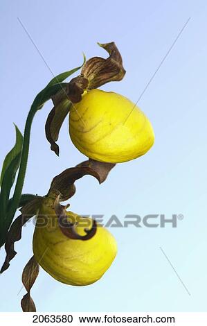 Low Angle Of Yellow Ladyslipper, A Wild Orchid Native To Manitoba; Canada, Manitoba, Erickson View Large Photo Image Stock Image - Low Angle Of Yellow Ladyslipper, A Wild Orchid Native To Manitoba; Canada, Manitoba, Erickson. Fotosearch