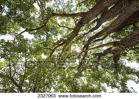 Low angle view of a tree with leaves backlit by sunlight; Chiang mai thailand View Large Photo Image Stock Image - Low angle view of a tree with leaves backlit by sunlight; Chiang mai thailand. Fotosearch