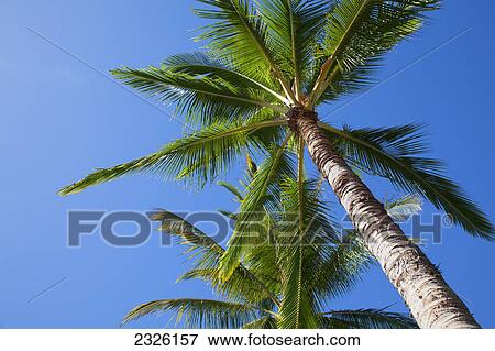 Stock Photo - Low angle view of palm trees against a blue sky; Lanai hawaii united states of america. Fotosearch