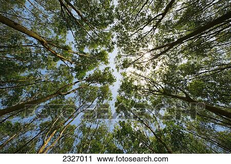 Low angle view of the tops of rubber trees and a blue sky; Phuket thailand View Large Photo Image Stock Image - Low angle view of the tops of rubber trees and a blue sky; Phuket thailand. Fotosearch