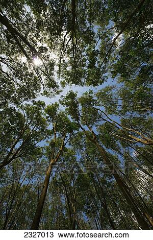 Low angle view of the tops of rubber trees and a blue sky; Phuket thailand View Large Photo Image Stock Image - Low angle view of the tops of rubber trees and a blue sky; Phuket thailand. Fotosearch