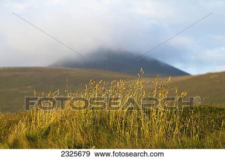 Stock Photo - Low cloud covering a hill in the distance with tall grasses growing in the foreground; County kerry ireland. Fotosearch