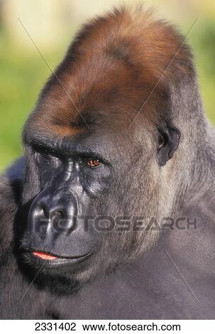 Stock Image - Lowland gorilla; Florida united states of america. Fotosearch