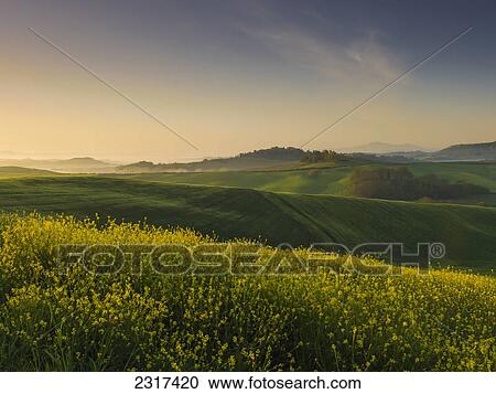Stock Image - Lush Rolling Hills At Sunrise; Tuscany Italy. Fotosearch