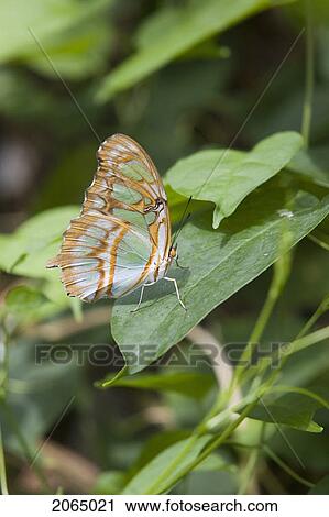 Malachite Butterfly (Siproeta Stelenes) Resting On Leaf, Niagara Butterfly Conservatory, Niagara Falls, Ontario, Canada. View Large Photo Image Stock Image - Malachite Butterfly (Siproeta Stelenes) Resting On Leaf, Niagara Butterfly Conservatory, Niagara Falls, Ontario, Canada.. Fotosearch
