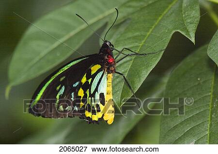 Male Cairns Birdwing Butterfly (Ornithoptera Priamus Priamus) Resting On Leaf, Niagara Butterfly Conservatory, Niagara Falls, Ontario, Canada. View Large Photo Image Stock Photo - Male Cairns Birdwing Butterfly (Ornithoptera Priamus Priamus) Resting On Leaf, Niagara Butterfly Conservatory, Niagara Falls, Ontario, Canada.. Fotosearch