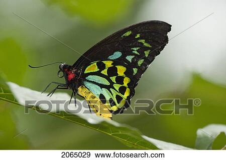 Stock Photo - Male Cairns Birdwing Butterfly (Ornithoptera Priamus Priamus) Resting On Leaf, Niagara Butterfly Conservatory, Niagara Falls, Ontario, Canada.. Fotosearch