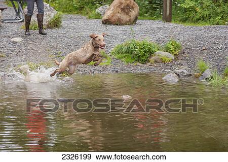 Male chesepeak bay retriever jumping into the water to retrieve a stick along the shoreline of byers lake in campground denali state park; Alaska united states of america View Large Photo Image Stock Photo - Male chesepeak bay retriever jumping into the water to retrieve a stick along the shoreline of byers lake in campground denali state park; Alaska united states of america. Fotosearch