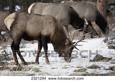 Picture - Male Elk (Cervus Canadensis) And Herd Grazing On Snowy Ground; Colorado United States Of America. Fotosearch