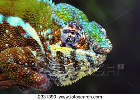 Stock Image - Male panther chameleon (furcifer pardalis); British columbia canada. Fotosearch