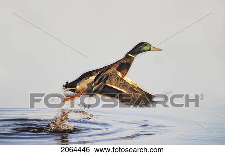 Stock Photograph - Mallard Lifting Off Water. Burnaby Lake, Bc. Fotosearch