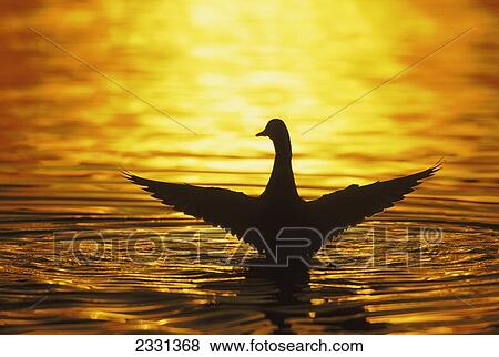 Stock Photo - Mallard with extended wings landing on water at sunset; British columbia canada. Fotosearch