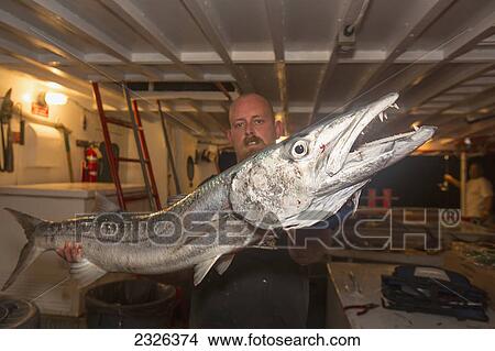 Man holding a barracuda that he just caught; Corpus christi texas united states of america View Large Photo Image Picture - Man holding a barracuda that he just caught; Corpus christi texas united states of america. Fotosearch