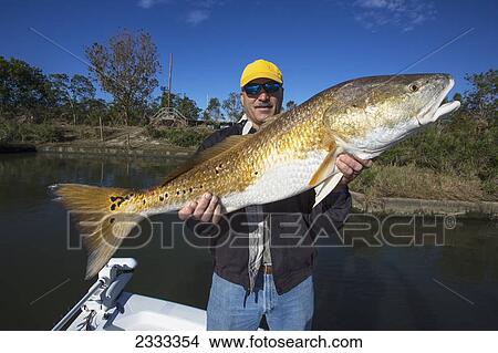 Man holding a redfish (sciaenops ocellatus); Venice louisiana united states of america View Large Photo Image Picture - Man holding a redfish (sciaenops ocellatus); Venice louisiana united states of america. Fotosearch
