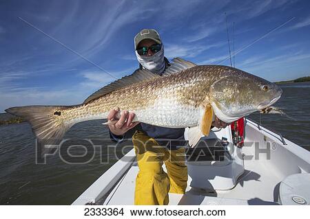 Picture - Man holding a redfish (sciaenops ocellatus); Venice louisiana united states of america. Fotosearch
