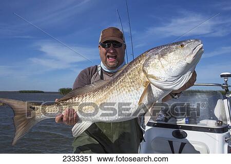 Stock Image - Man holding a redfish (sciaenops ocellatus); Venice louisiana united states of america. Fotosearch