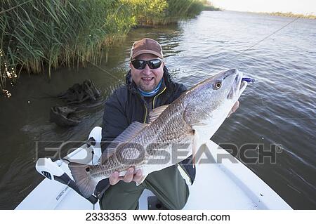 Man holding a redfish (sciaenops ocellatus); Venice louisiana united states of america View Large Photo Image Stock Image - Man holding a redfish (sciaenops ocellatus); Venice louisiana united states of america. Fotosearch