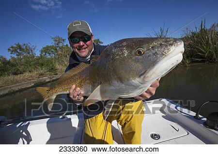 Man holding a redfish (sciaenops ocellatus); Venice louisiana united states of america View Large Photo Image Stock Image - Man holding a redfish (sciaenops ocellatus); Venice louisiana united states of america. Fotosearch
