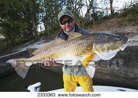 Stock Image - Man holding a redfish (sciaenops ocellatus); Venice louisiana united states of america. Fotosearch