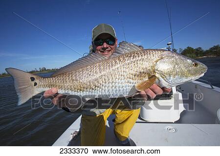 Man holding a redfish (sciaenops ocellatus); Venice louisiana united states of america View Large Photo Image Stock Image - Man holding a redfish (sciaenops ocellatus); Venice louisiana united states of america. Fotosearch