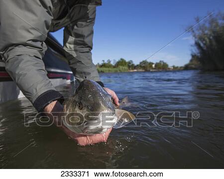 Stock Image - Man holding a redfish (sciaenops ocellatus); Venice louisiana united states of america. Fotosearch