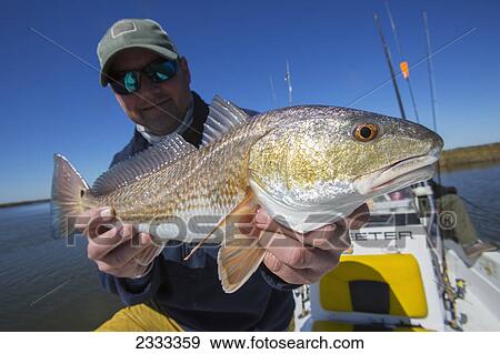 Stock Photo - Man holding a redfish (sciaenops ocellatus); Venice louisiana united states of america. Fotosearch