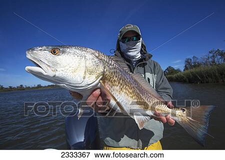 Stock Photo - Man holding a redfish (sciaenops ocellatus); Venice louisiana united states of america. Fotosearch