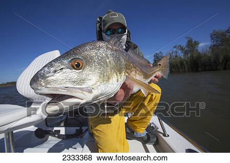 Man holding a redfish (sciaenops ocellatus); Venice louisiana united states of america View Large Photo Image Stock Photo - Man holding a redfish (sciaenops ocellatus); Venice louisiana united states of america. Fotosearch