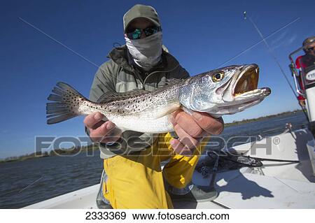 Man holding a redfish (sciaenops ocellatus); Venice louisiana united states of america View Large Photo Image Stock Photo - Man holding a redfish (sciaenops ocellatus); Venice louisiana united states of america. Fotosearch