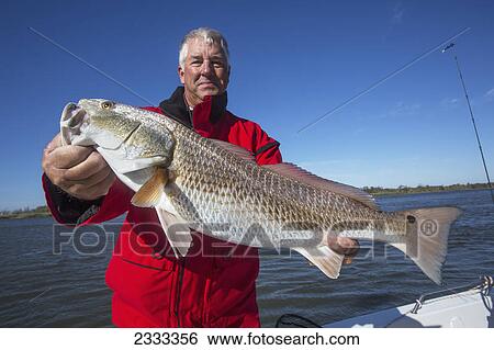 Man holding a redfish (sciaenops ocellatus); Venice louisiana united states of america View Large Photo Image Stock Photograph - Man holding a redfish (sciaenops ocellatus); Venice louisiana united states of america. Fotosearch