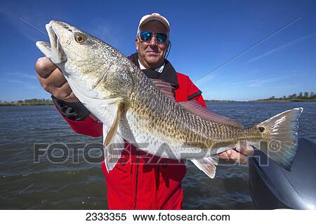 Man holding a redfish (sciaenops ocellatus); Venice louisiana united states of america View Large Photo Image Stock Photography - Man holding a redfish (sciaenops ocellatus); Venice louisiana united states of america. Fotosearch