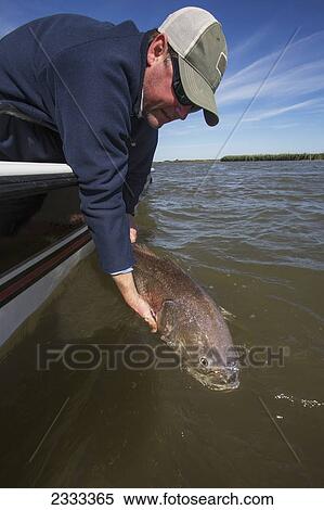 Man holding a redfish (sciaenops ocellatus); Venice louisiana united states of america View Large Photo Image Stock Photography - Man holding a redfish (sciaenops ocellatus); Venice louisiana united states of america. Fotosearch