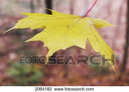 Stock Image - Maple Leaf, Baysville, Ontario.. Fotosearch