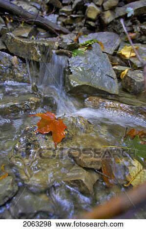 Maple Leaf On A Rock In A Stream, Canada, Ontario, Hamilton View Large Photo Image Stock Photo - Maple Leaf On A Rock In A Stream, Canada, Ontario, Hamilton. Fotosearch