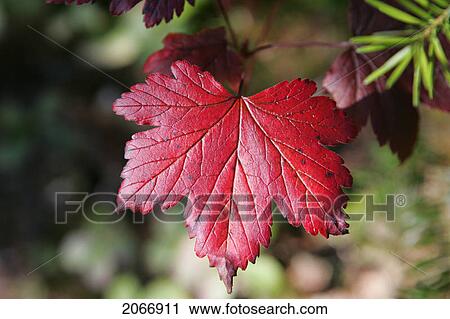 Maple Leaf, Quebec View Large Photo Image Stock Image - Maple Leaf, Quebec. Fotosearch