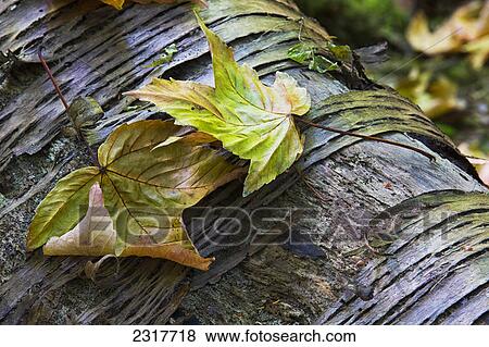 Maple Leaves In Autumn As They Lay Across A Rotting Log In A Forest; British Columbia Canada View Large Photo Image Stock Photo - Maple Leaves In Autumn As They Lay Across A Rotting Log In A Forest; British Columbia Canada. Fotosearch