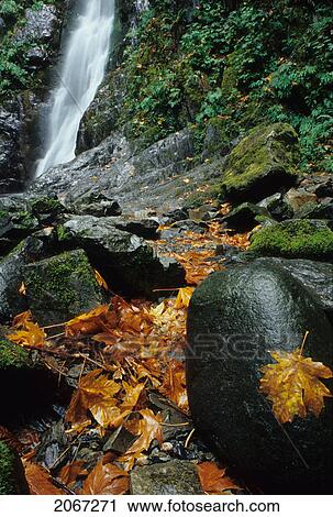 Stock Image - Maple Leaves Stuck To A Rock Near The Waterfall, Goldstream Provincial Park, Victoria, Vancouver Island, B. C.. Fotosearch